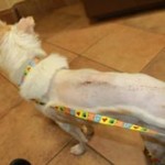 Patches-post-surgery-spine
