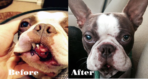archie-before-after
