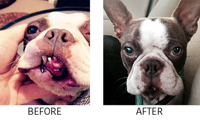 archie-before-after-700