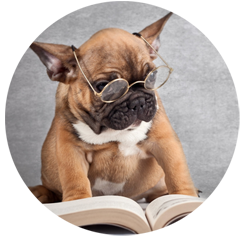 french bulldog reading glasses