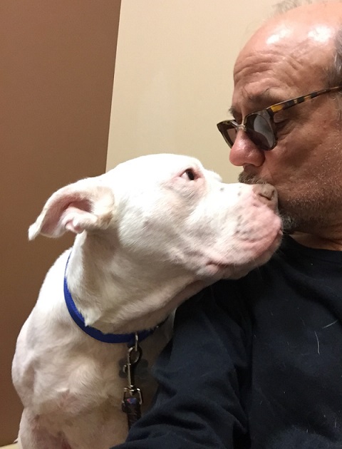 pitbull getting kiss from human
