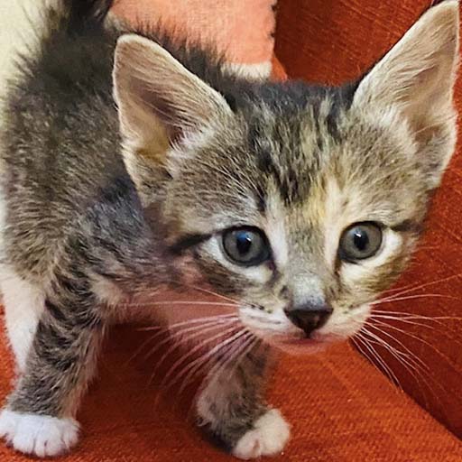 Arizona rescue kitten for adoption PACC911