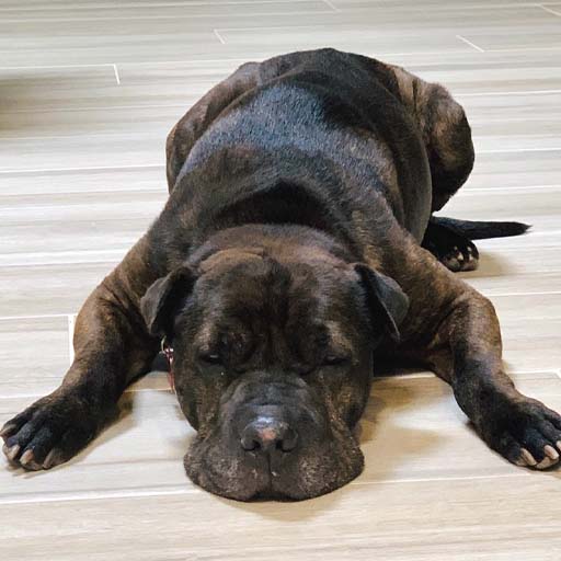 brindle dog lying on floor