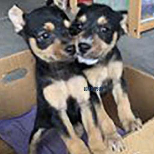 two puppies in box
