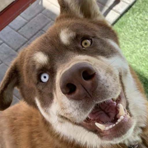 Pet adoption in Arizona happy dog