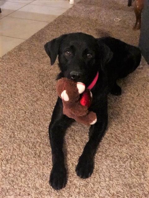 black labrador holding bear toy in mouth
