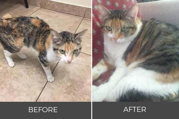 skinny calico cat to healthy weight