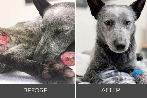 injured gray dog to healthy rescue