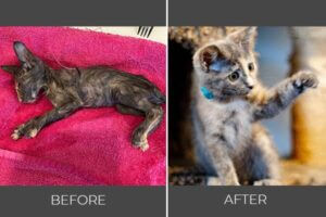 Rescued cat Beyonce before and after photo