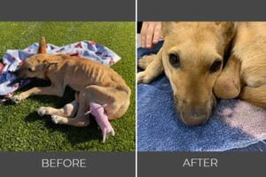 Rescued dog Melody before and after photo