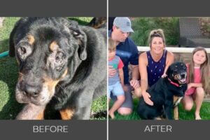 Rescued dog Vadar before and after photo