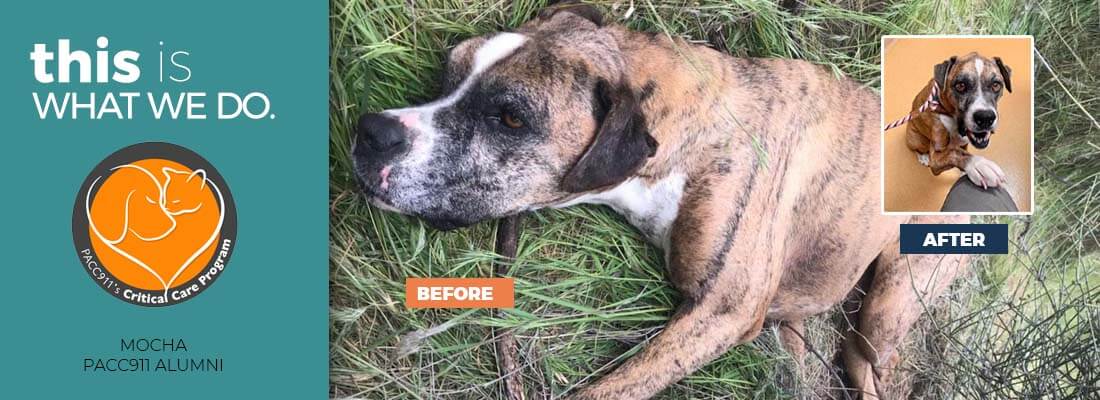 PACC911's rescued dog Mocha before and after