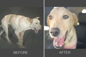 Rescued dog before and after photo