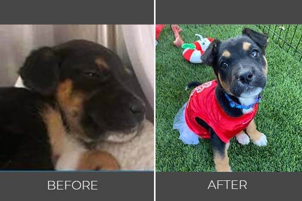 Rescued dog before and after photo