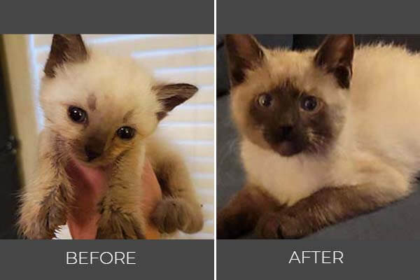Rescued cat before and after photo