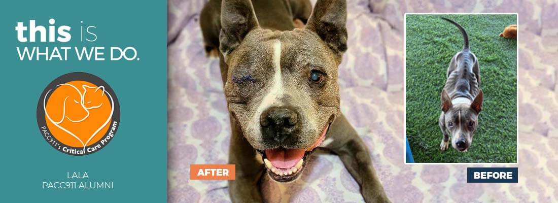Lala, rescue pet video star-Glimmer of Hope 2022