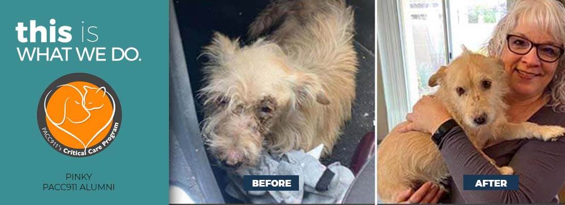 Before after rescue dog photo