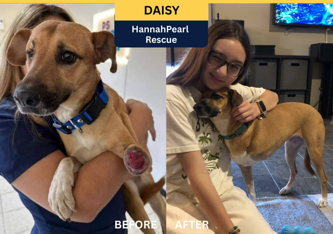 Rescue dog Peggy, PACC911 Glimmer of Hope Video Star 2023