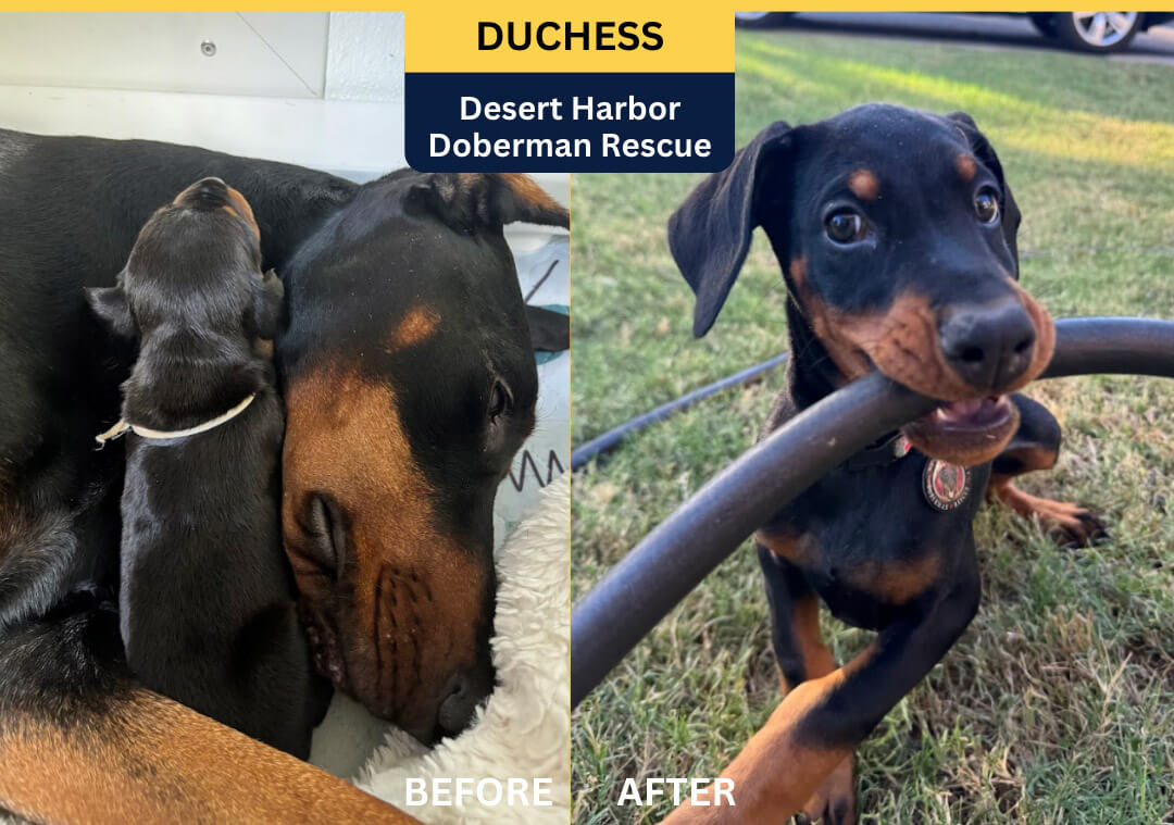 Rescue dog Leia, PACC911 Glimmer of Hope Video Star 2023
