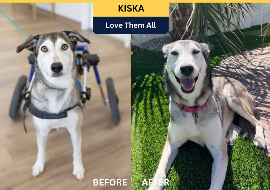 Rescued dog before and after photo
