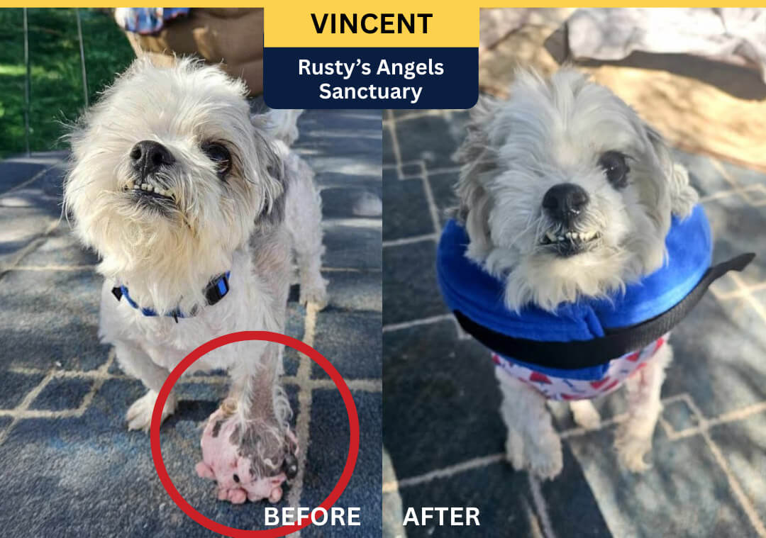 Rescue dog Serenity, PACC911 Glimmer of Hope Video Star 2023