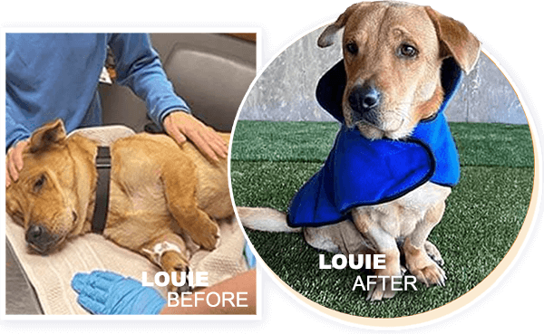 Glimmer of Hope Before and After