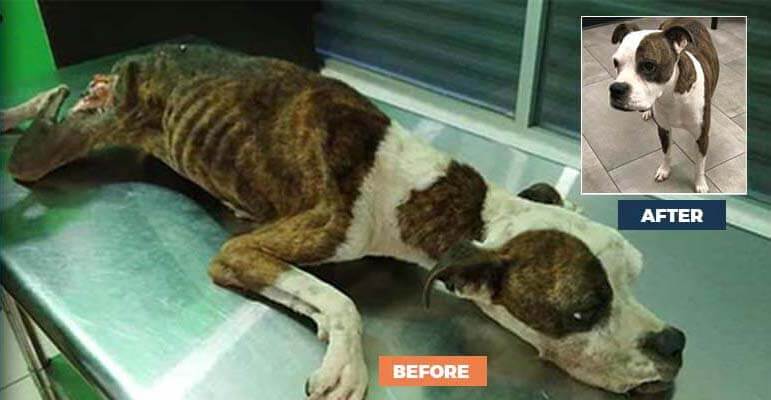 Rescued dog Chata before and after photo