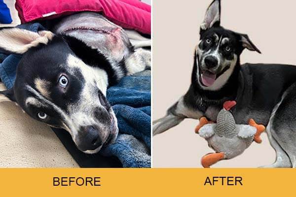 ANOKI dog before and after photo