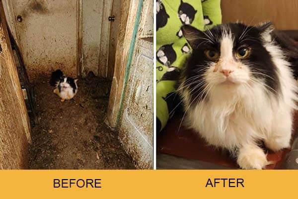 TULIP cat before and after photo