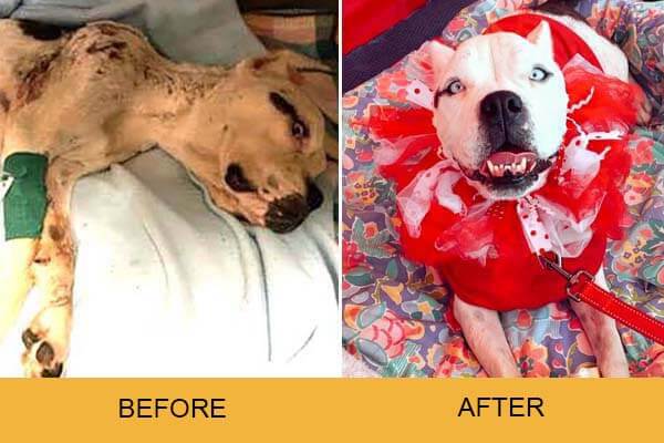 Serenity dog before and after photo
