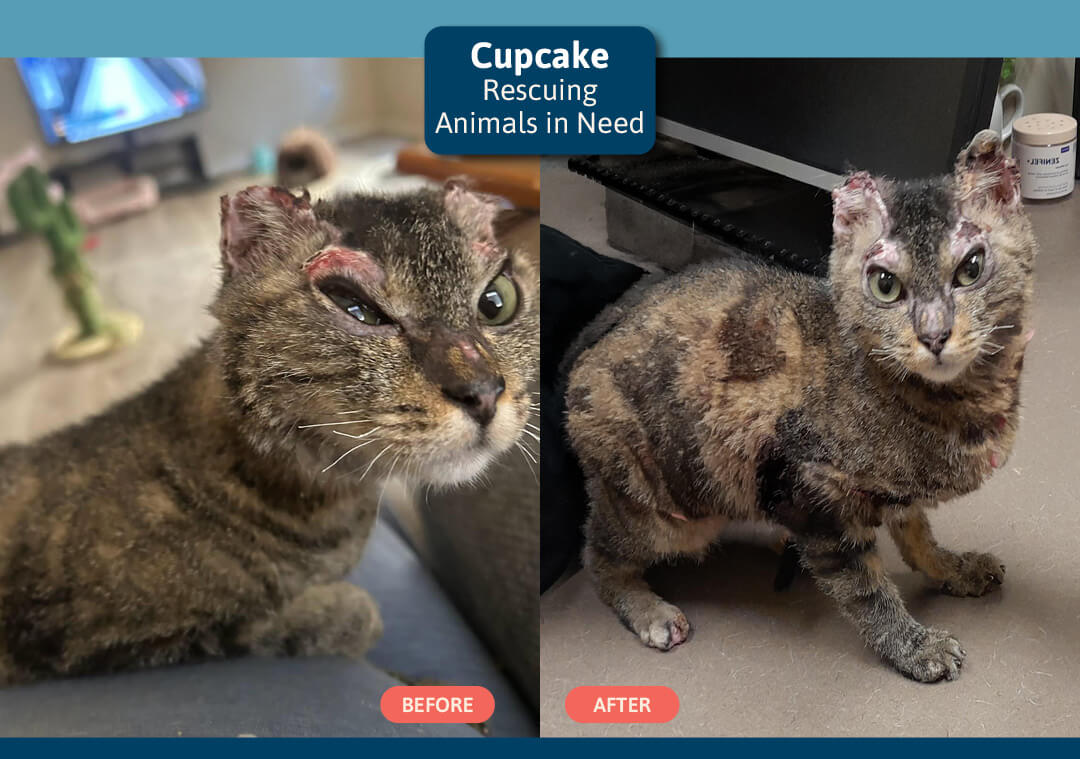 GOH 26 (VS) Cupcake