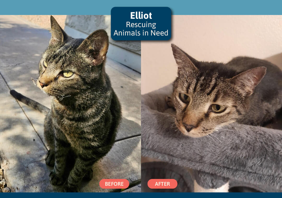 GOH 26 (VS) Elliot