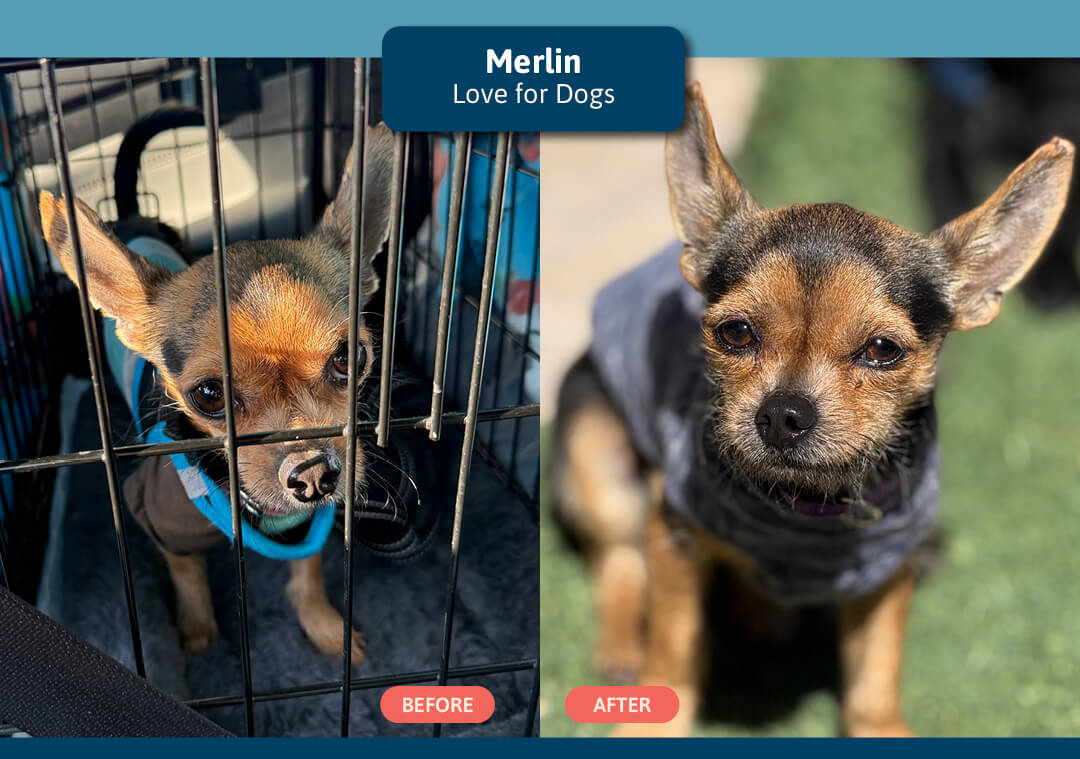 GOH 26 star Merlin- Love for Dogs