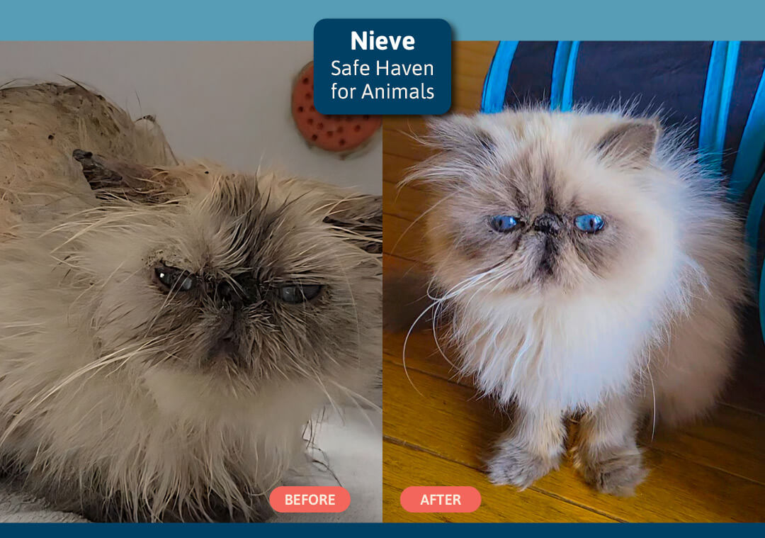 GOH 26 (VS) Nieve