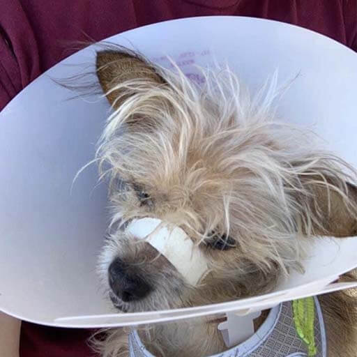 cone and harness on small dog